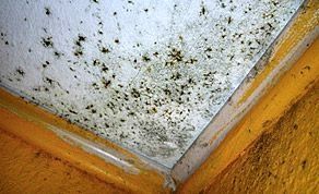 Malermeisterbetrieb Sascha Roth - Leistung